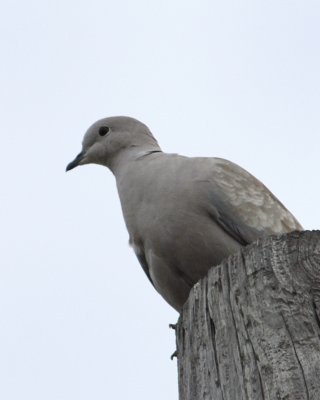 Eurasian Collard-Dove