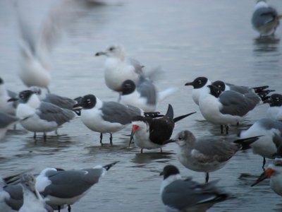 gulls_skimmers__terns