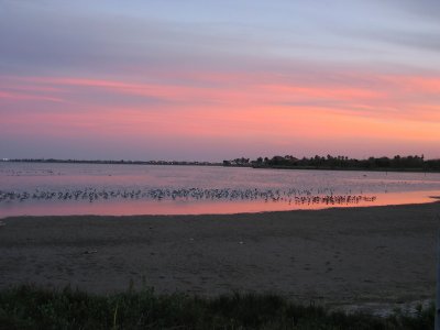 Sunset Birds