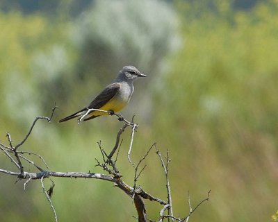 Western Kingbird