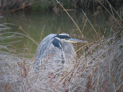 Great Blue Heron