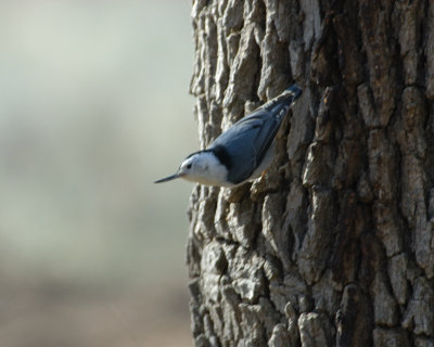 White-breasted Nuthatch