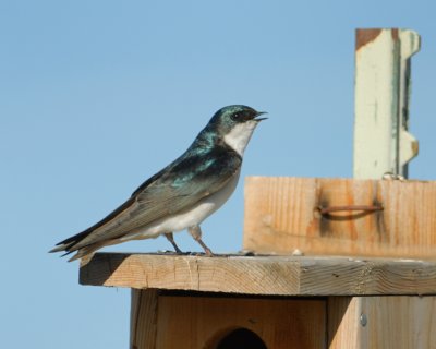 Tree Swallow