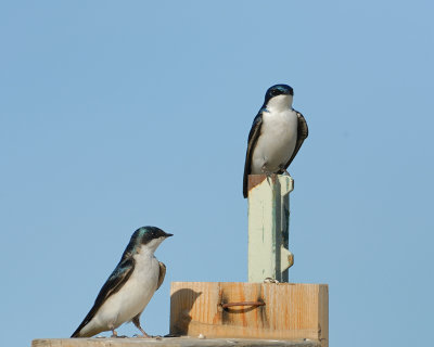 Tree Swallows