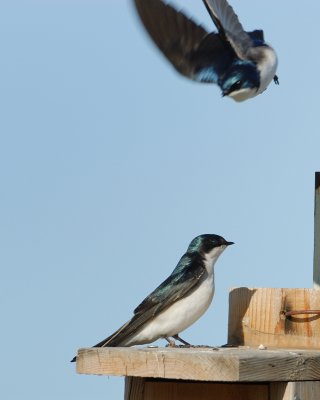 Tree Swallows