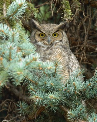 Great Horned Owl female