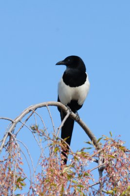 Black-billed Magpie