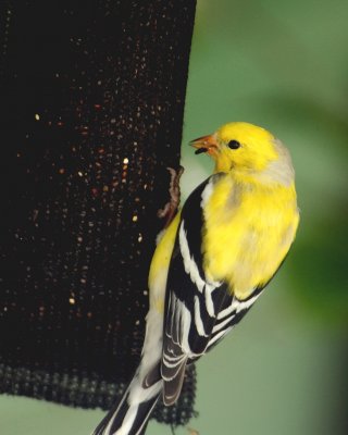 Goldfinch no black cap