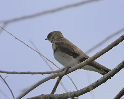 Northern Rough-winged Swallow