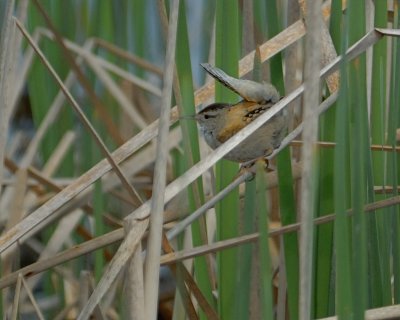 Marsh Wren