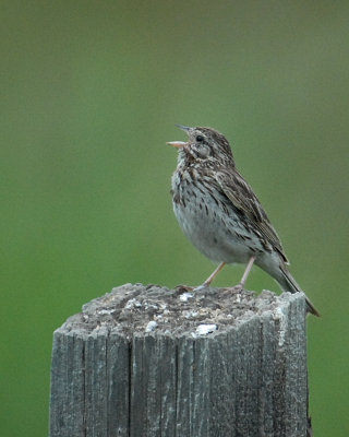 Savannah Sparrow