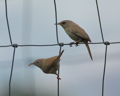 House Wren