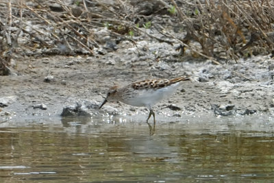 Least Sandpiper