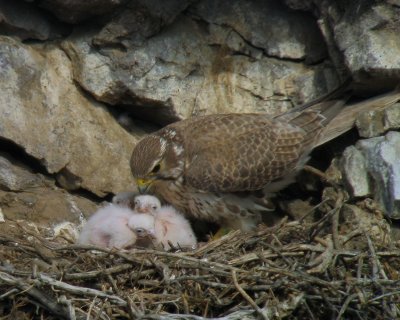Prairie Falcon and Kids 1 week old