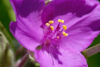 Spiderwort