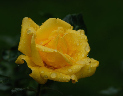 Yellow Rose