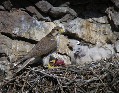Prairie Falcon male arriving with sage rat