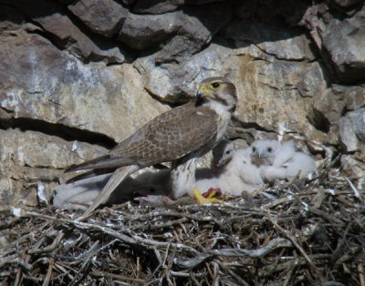 Prairie Falcon male and kids