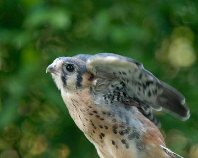 Kestrel male