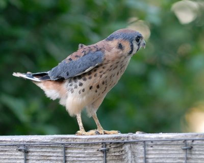 Kestrel male