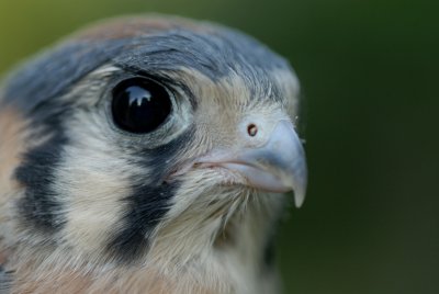 Kestrel male extreme closeup