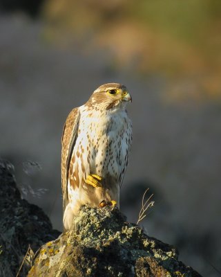 Prairie Falcon female
