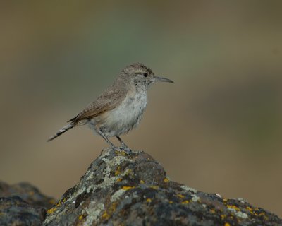 Rock Wren