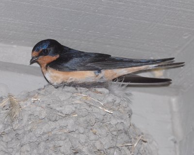 Barn Swallow