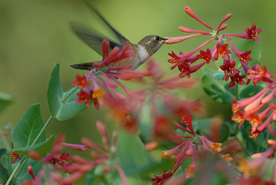  Rufous Hummingbird in Trumpet Honeysuckle