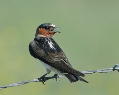 Cliff Swallow