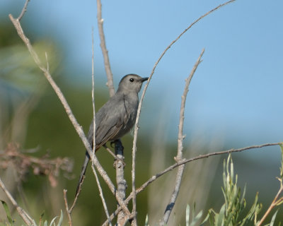 Gray Catbird