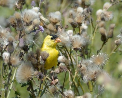 Goldfinch