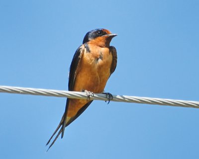 Barn Swallow