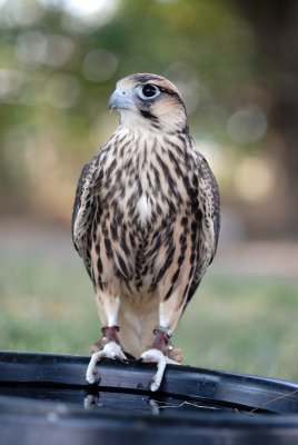 Lanner Falcon