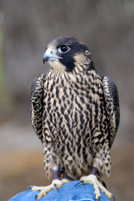 Peregrine immature Peale's