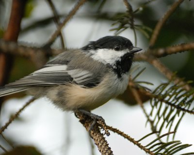 Black-capped Chickadee