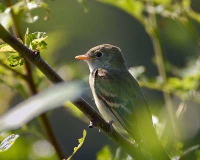 Alder Flycatcher