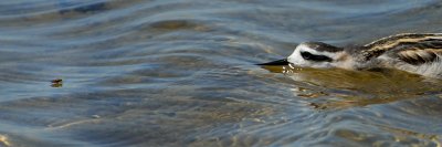 Red-necked Phalarope and prey