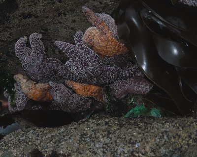 Starfish