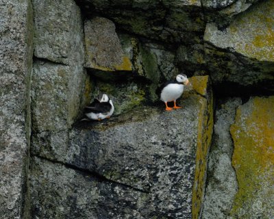 Horned Puffin