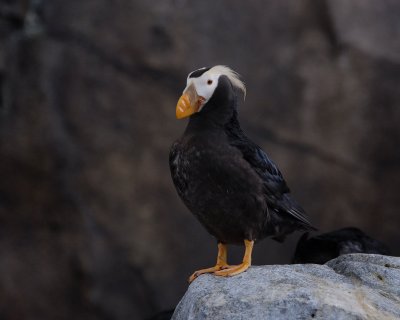 Tufted Puffin