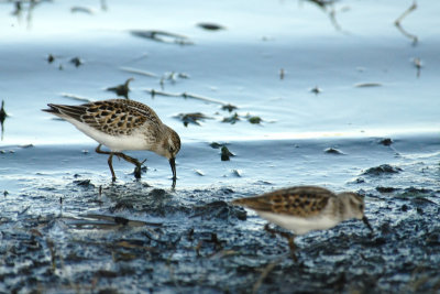 Western Sandpipers