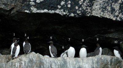 Common and Thick-billed Murre