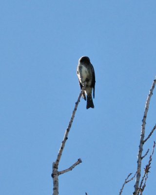 Olive-sided Flycatcher