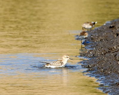 Baird's Sandpiper with Least in background