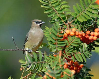 Cedar Waxwing