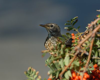 American Robin, juvenile