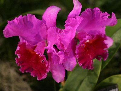 Img_6556a.jpg