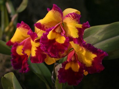 Santa Barbara Orchid Show 2007