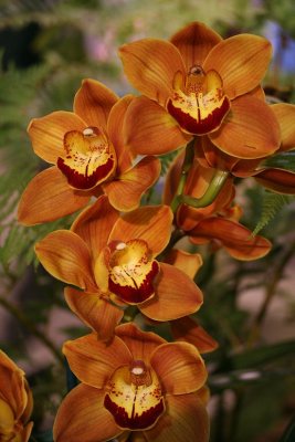 Img_6590a.jpg
